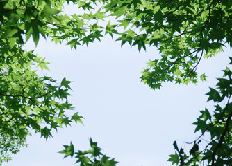 from below view of orange maple leaves with sun shine