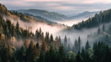 Obraz premium Misty mountain valley with dense evergreen forest under soft, glowing sky