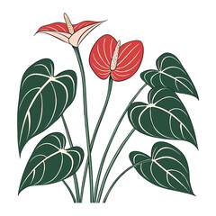 anthurium on white background
