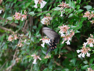 Butterfly in summer on white Abelia grandiflora flower, copy space