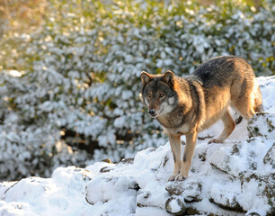 A European Grey Wolf (Canis lupus) standing on snow covered rocks.