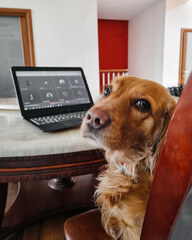 Spaniel dog sitting in old chair in front of black laptop. On the Internet, nobody knows you're a...