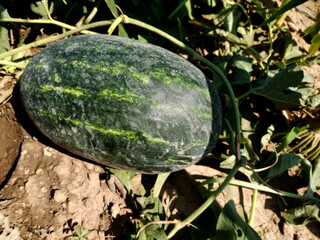 Rugged watermelon nestled in sunlit soil, a symbol of Lammas abundance and quirky summertime vine...