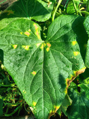 A cucumber leaf with mysterious yellow spots, heralding autumnal equinox rituals and celebrating National Gardening Day, garden surrealism