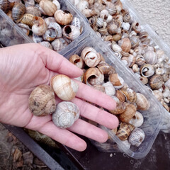 Snail shells gathered by Caucasian female hand evoke Spiral Appreciation Day vibes with whispers of Fibonacci mystery and bio-diverse art
