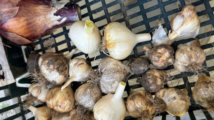 Bulbs nestle in rustic basket weave, heralding autumn planting rituals and forgotten traditions of root cellar preservation