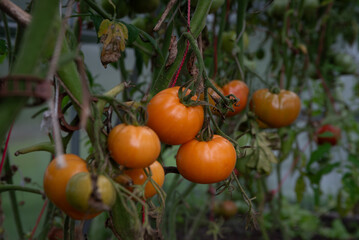 Orange tomatoes ripening on the vine in a greenhouse, surrounded by green stems, red strings, and drying leaves.