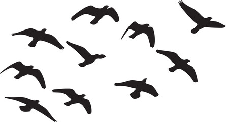 bird flock silhouette