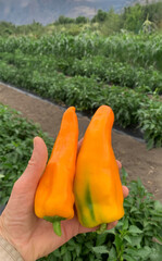 Hand cradling vibrant golden peppers in lush field, evoking Samhain harvest rituals and fiery...