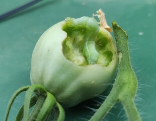 Wilted green tomato bitten by mysterious nocturnal creature, garden mysteries, lunar harvest...