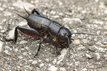 Cricket skitters across cracked earth, embodying natures tiny musician amid Lunar New Year whispers and autumnal equinox serenades