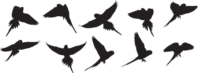 parakeet flying silhouette
