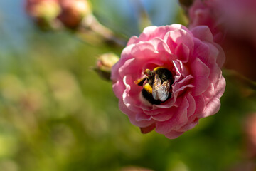 Bumblebee on pink rose 