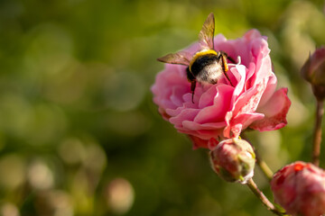 Bumblebee on pink rose 