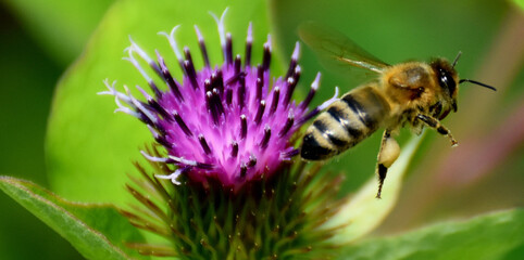 A burdock flower in the field, Sainte-Apolline, Québec, Canada