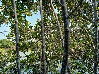 Mangrove forests near the seashore. Related ecosystems.