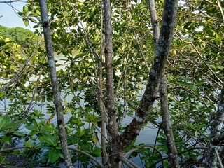 Mangrove forests near the seashore. Related ecosystems.
