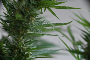 Tall cannabis plant with dense foliage and buds