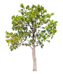 Single green tree isolated on transparent background with clipping path and alpha channel