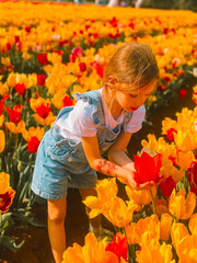 A young girl enjoying summer kids activities in a vibrant tulip field. She gently holds a red flower, surrounded by bright yellow and red tulips, capturing a joyful moment of nature, play.