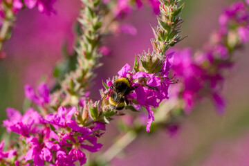 bumblebee collecting pollen on wildflower	