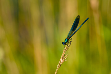 male banded demoiselle perching on a plant close-up	
