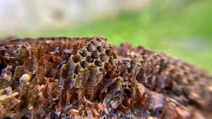 Macro photo of a dry wasp nest with a hexagonal honeycomb structure against a green background.