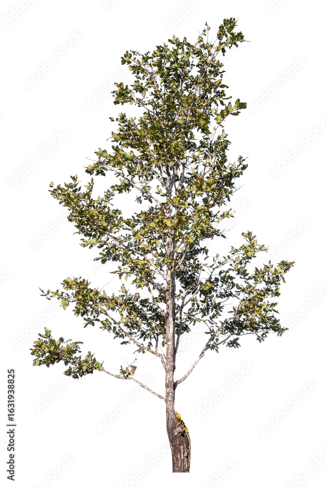 Poster tree isolated on transparent background with clipping path and alpha channel