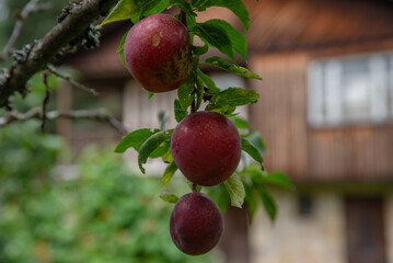 Three ripe red plums hanging on a branch with green leaves, in front of a rustic wooden house and blurred garden background.