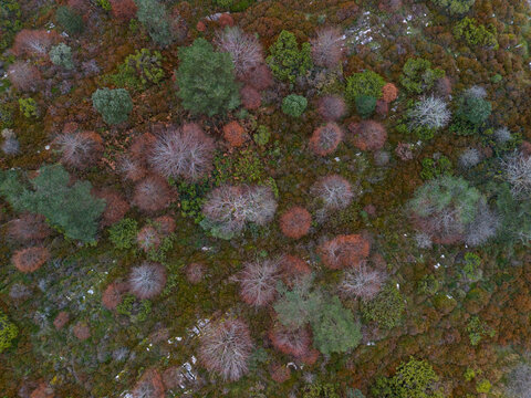 Winter vegetation in the area surrounding "La Lobera de Barr&oacute;n," a wolf-catching facility in the Sierra de Arkamo in Valdegovia, Alava, Basque Country, Spain, Europe