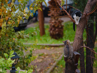 Street cats of Turkey roam freely, lounging, playing, and exploring the vibrant streets, creating charming scenes of daily life in urban and rural settings. garden in city