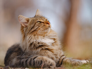 Street cats of Turkey roam freely, lounging, playing, and exploring the vibrant streets, creating...