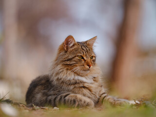 Street cats of Turkey roam freely, lounging, playing, and exploring the vibrant streets, creating charming scenes of daily life in urban and rural settings.