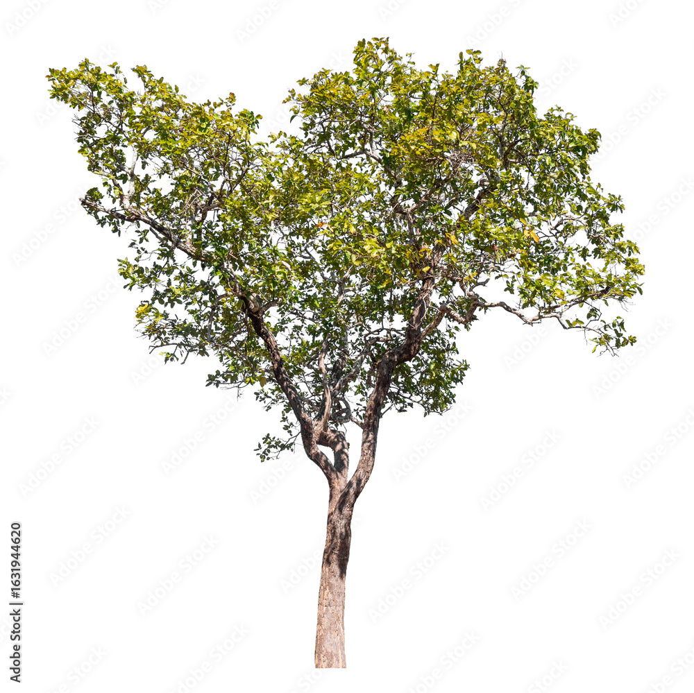 Poster tree isolated on transparent background with clipping path and alpha channel