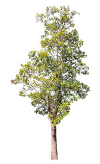 Tree isolated on transparent background with clipping path and alpha channel