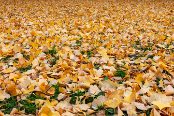 Fallen golden ginkgo biloba leaves covering the ground in autumn, with green grass peeking through.