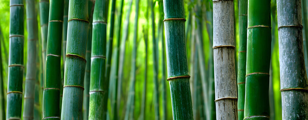 dense bamboo forest with vibrant green shoots and tall slender trees. Captured in soft light to highlight organic textures and tranquil patterns in a tropical setting.
