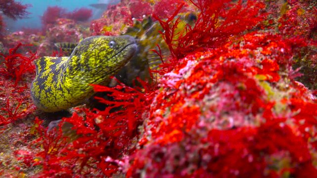 Diving at Okimae Reef. Japan. Sea bass.
