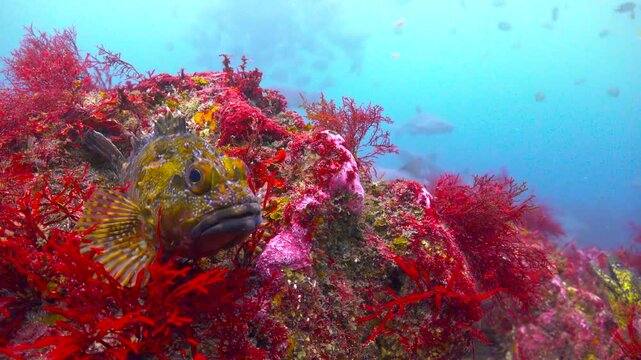 Diving at Okimae Reef. Japan. Sea bass.
