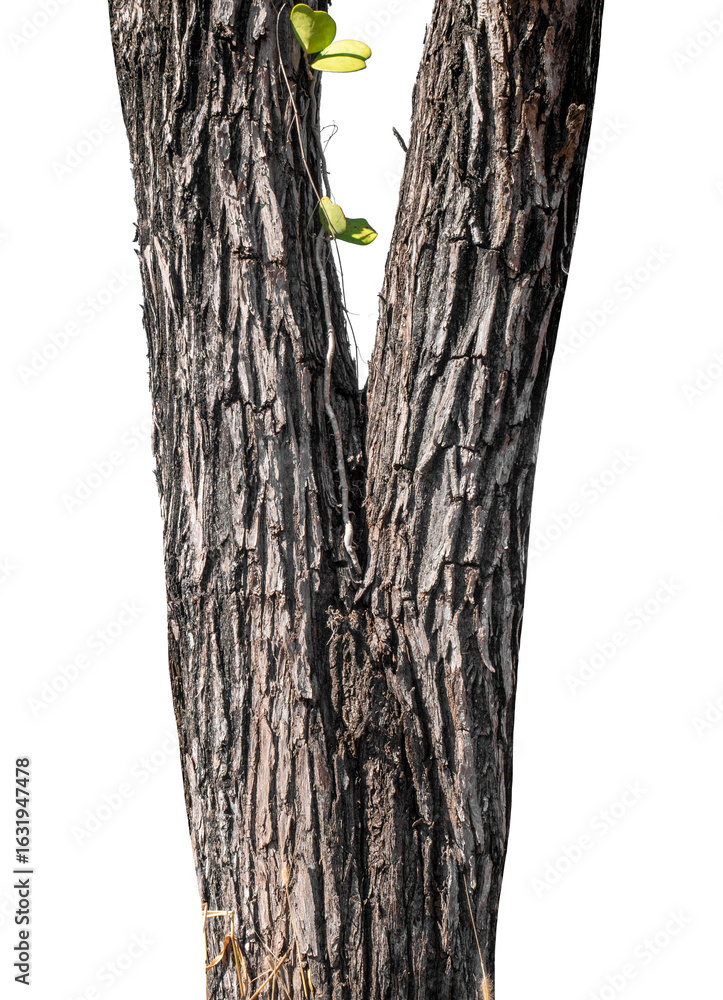 Poster trunk of a tree isolated on transparent background..