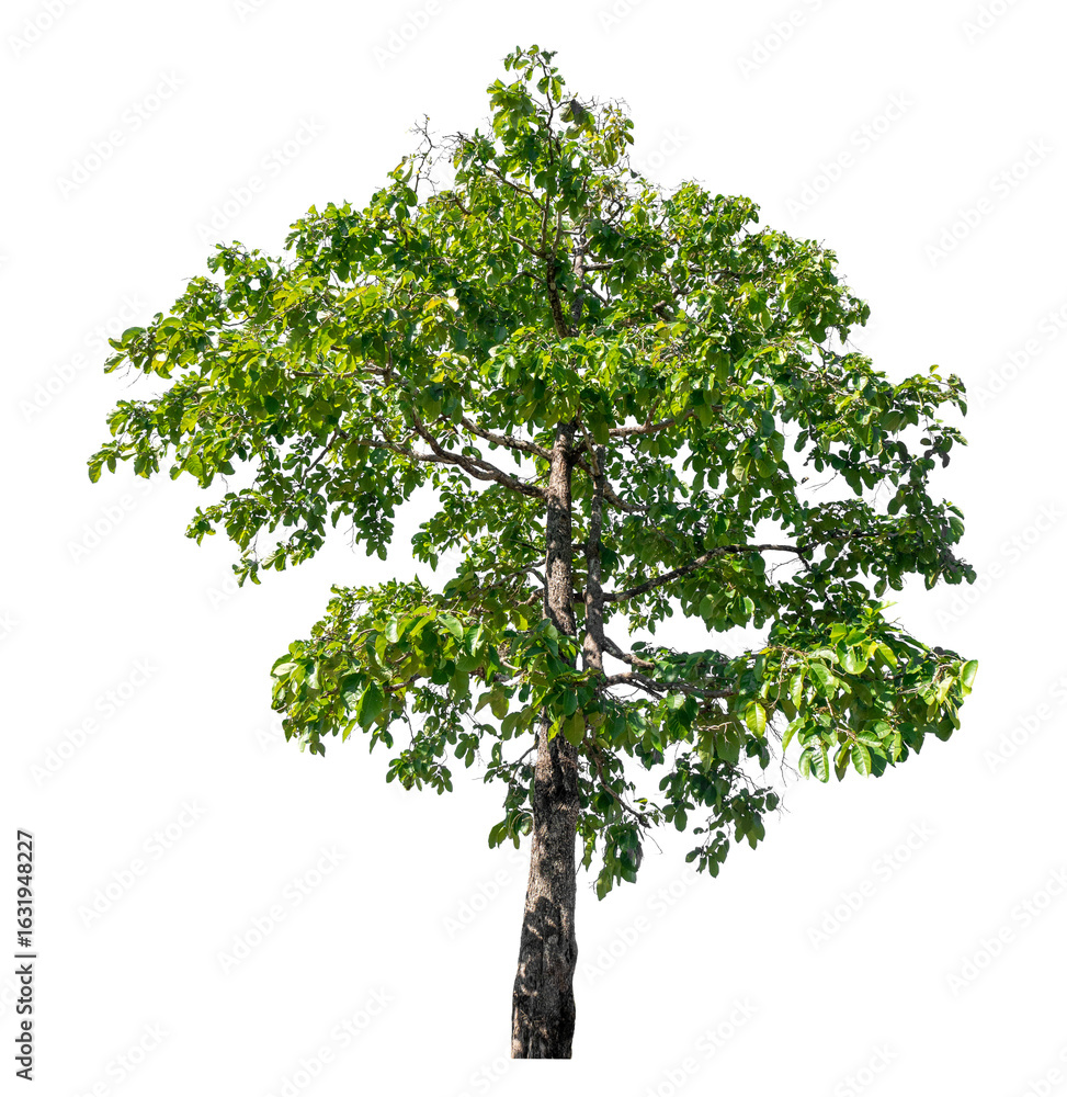 Aufkleber green tree isolated on transparent background with clipping path and alpha channel
