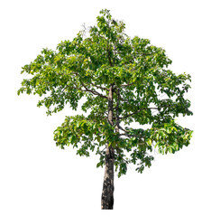 Green tree isolated on transparent background with clipping path and alpha channel