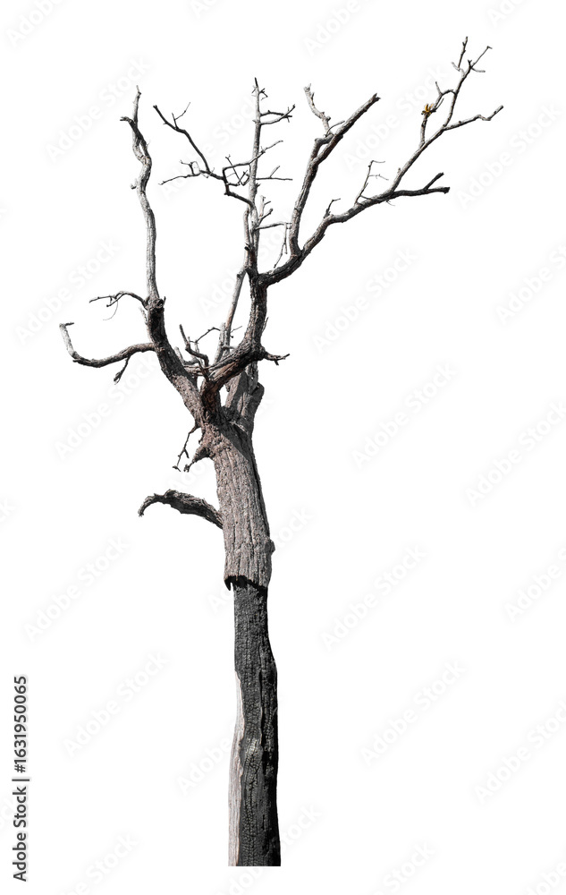 Poster dead tree isolated on transparent background with clipping path and alpha channel