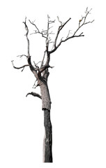 Dead tree isolated on transparent background with clipping path and alpha channel