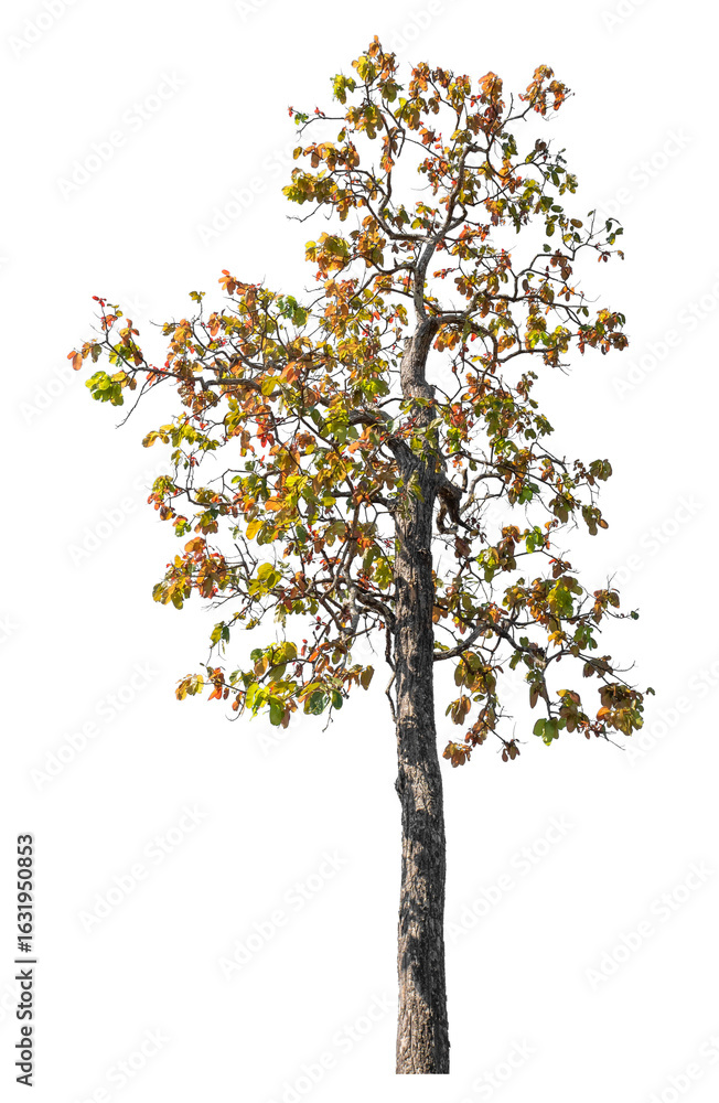 Wall mural tree isolated on transparent background with clipping path and alpha channel