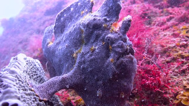 Diving at Okimae Reef. Japan. The frog fish.