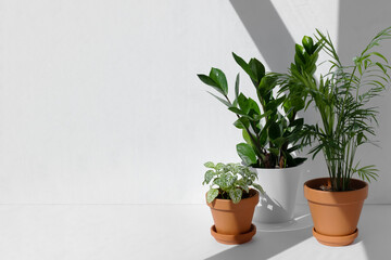 Home plants in different pots on a white background: hamedorea or areca palm, fittonia, zamiokulkas. Houseplants in a modern interior. Home gardening concept.
