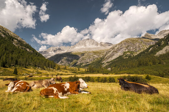 Cows rest in a grassy field with mountains and a blue sky with clouds in the background. Val di Fumo, Chiese river, Carr&egrave; Alto, Trentino. The cows are brown and white, and some have yellow nose flaps.