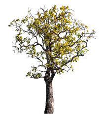 Tree isolated on transparent background with clipping path and alpha channel