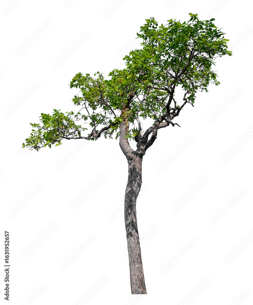 Poster green tree isolated on transparent background with clipping path and alpha channel